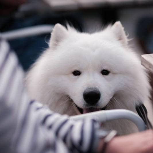 A white dog sitting on top of a wooden table