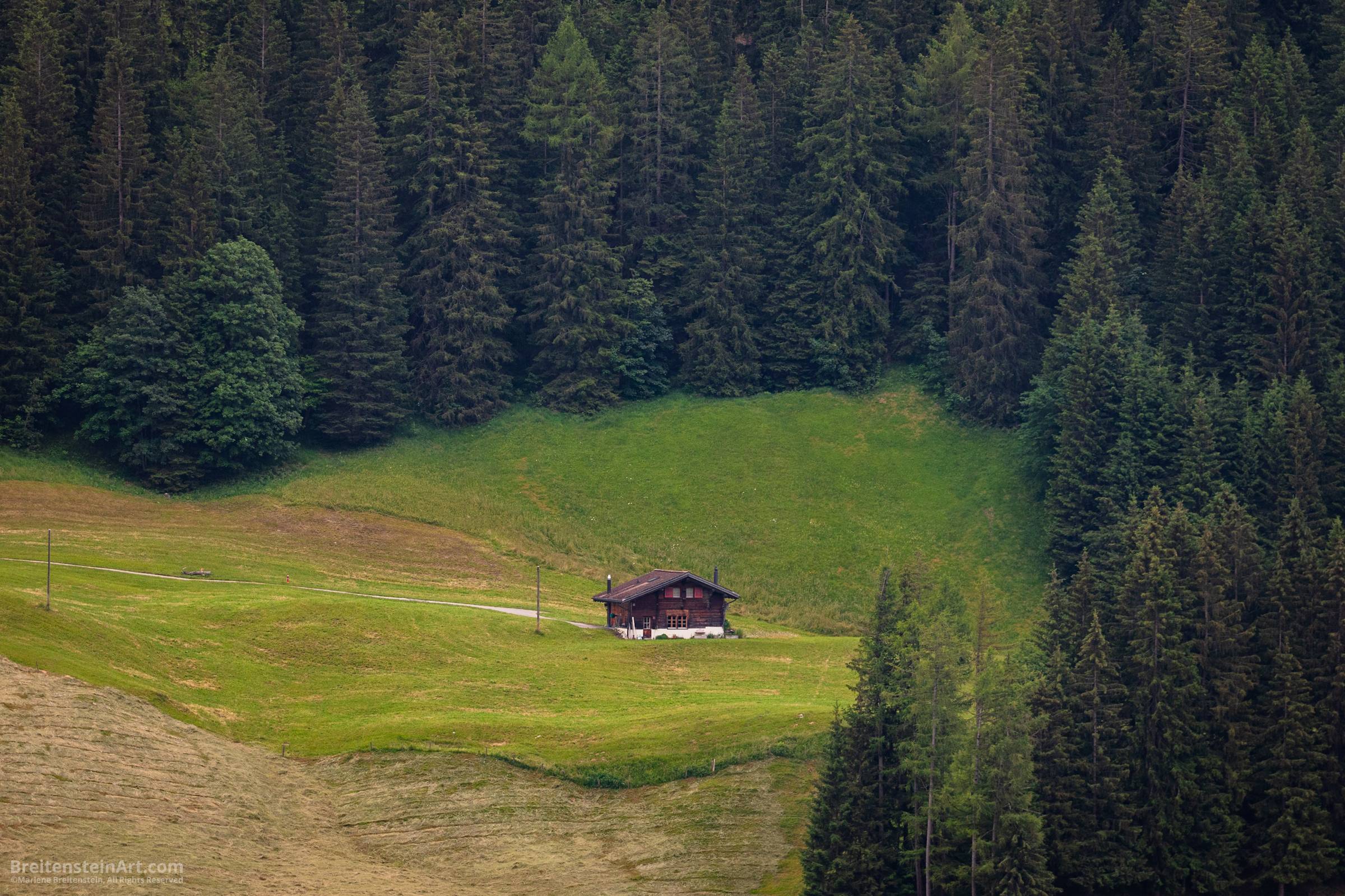 Photograph of a grassy mountain clearing, nearly surrounded by a dense forest of very large spruce trees. In the center of the clearing is a wood house.