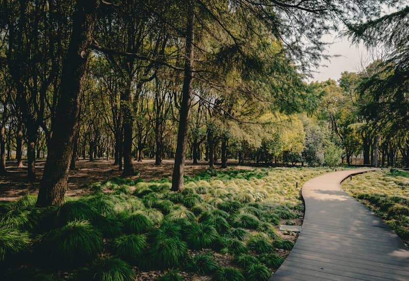 A path through a forest with lots of trees
