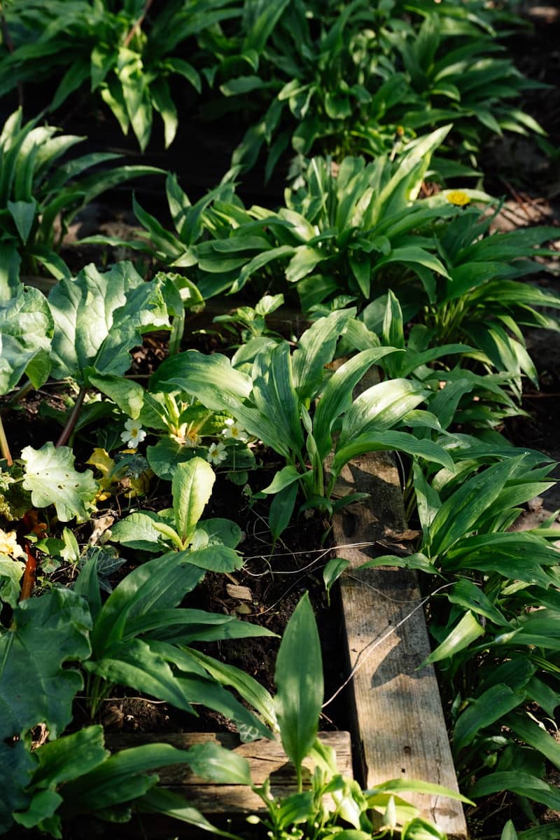 Green plants grow in a garden bed.
