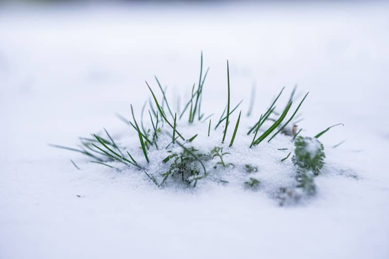 A small patch of grass covered in snow