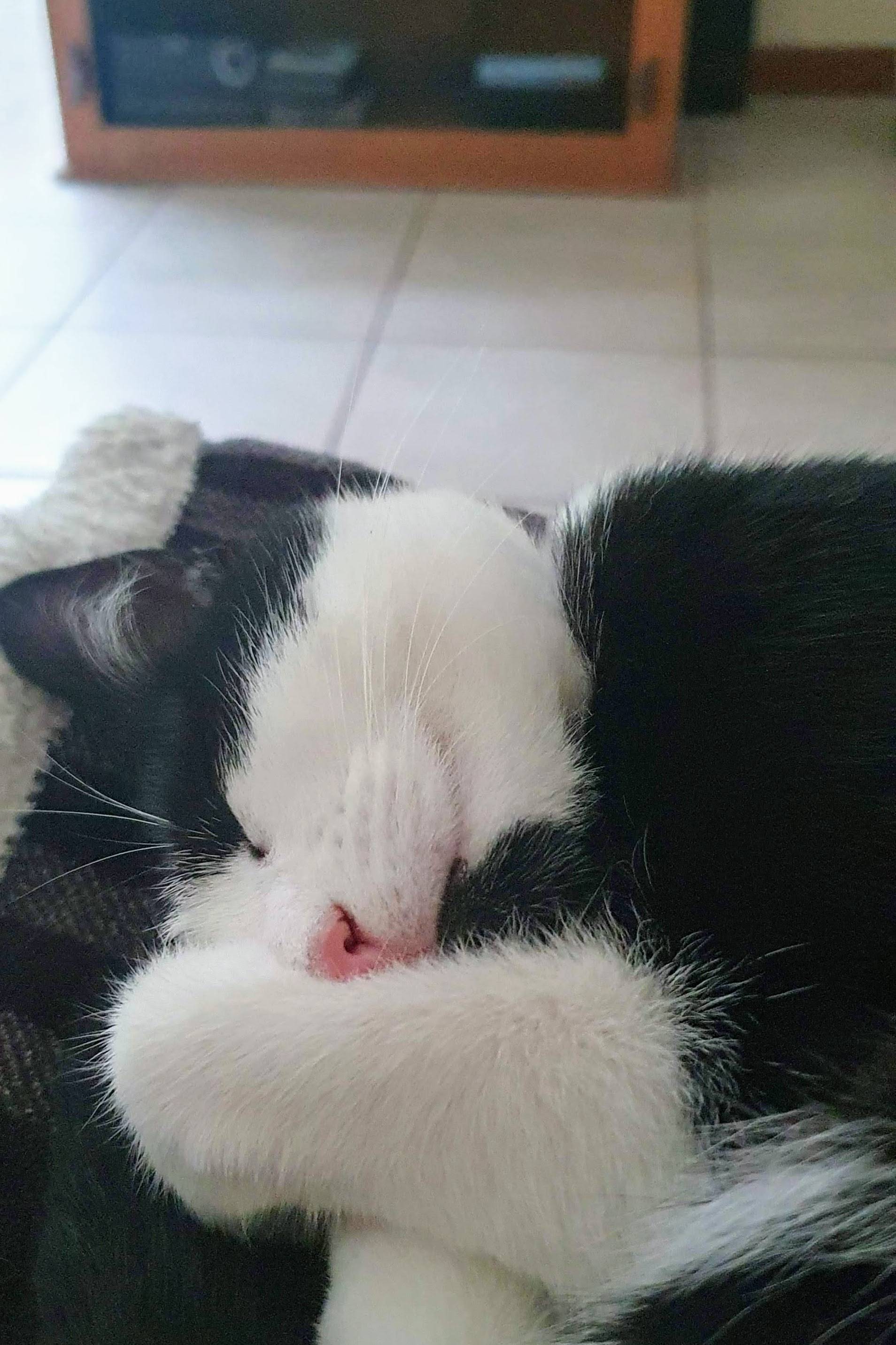 Een zwart-witte poes ligt te slapen. Ze houdt een pootje tegen haar hoofd.