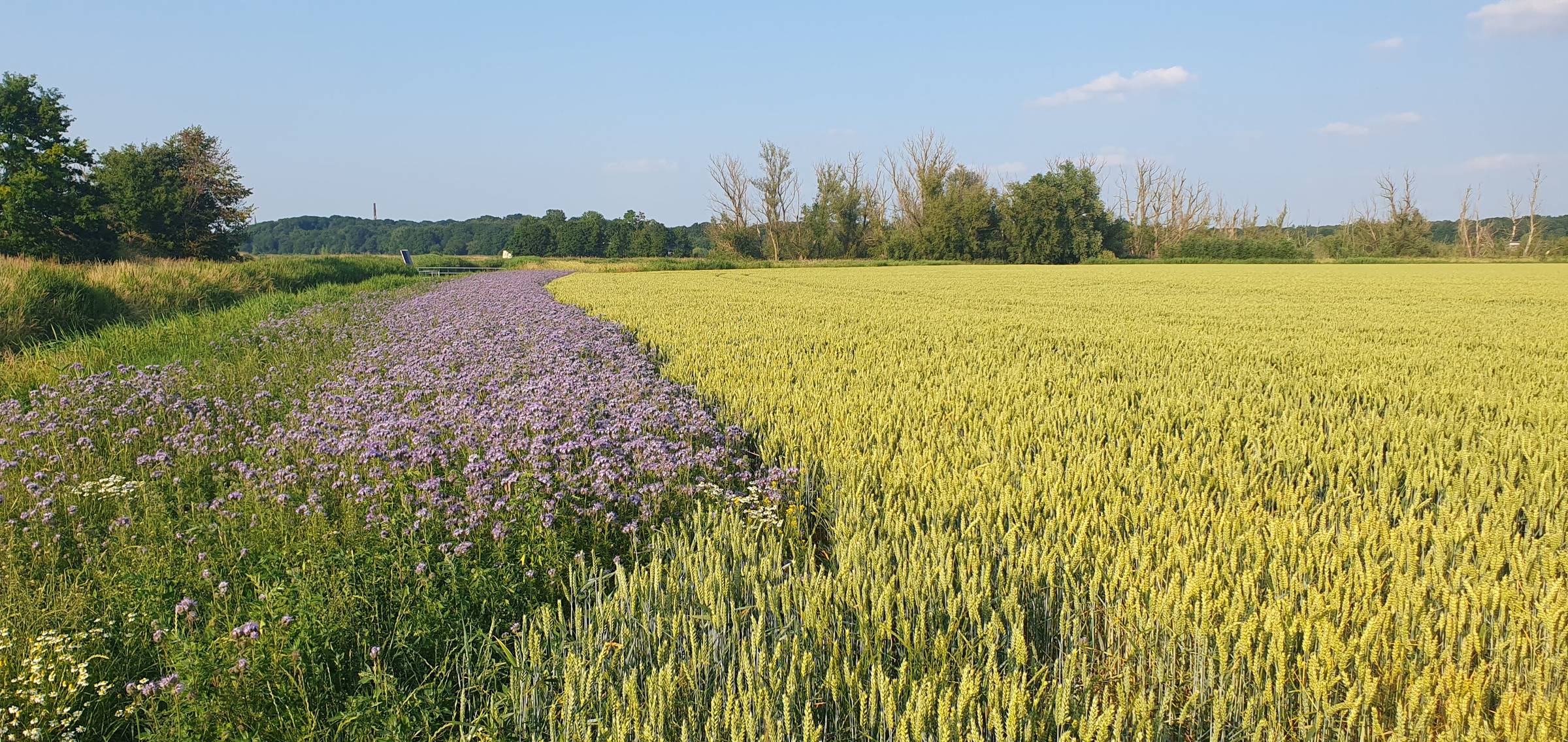 een weids uitzicht over een polder, met veel gele halmen (graan?) en een strook paarse bloemen. De lucht is strak blauw.