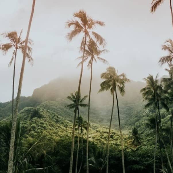 coconut trees during day