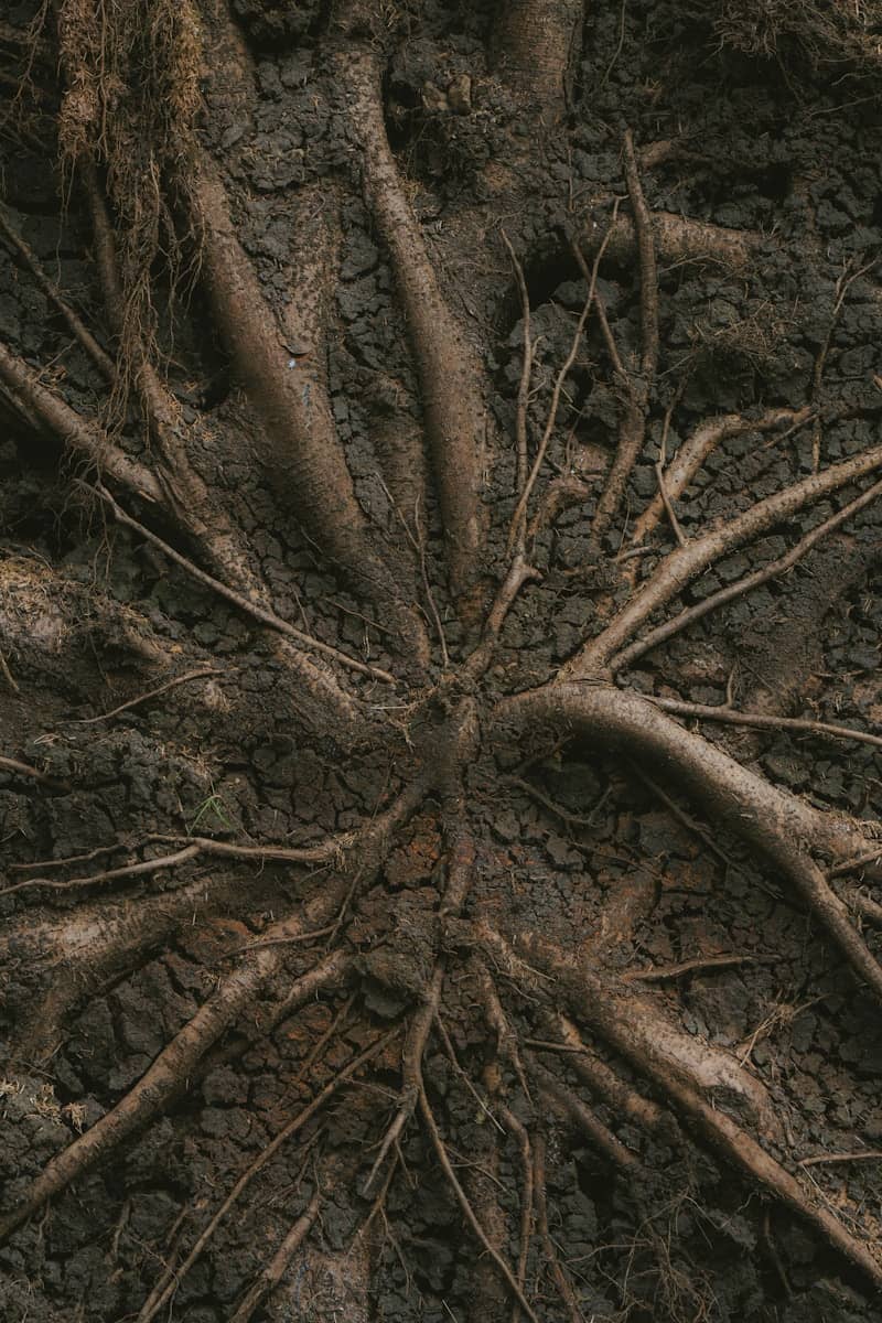Tree roots spread across cracked earth.