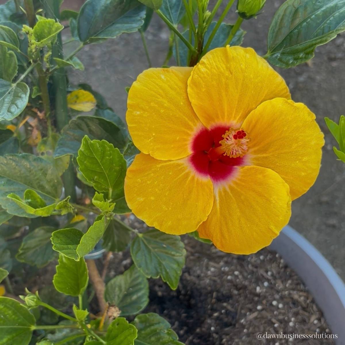 Hibiscus flower from Dawn's garden