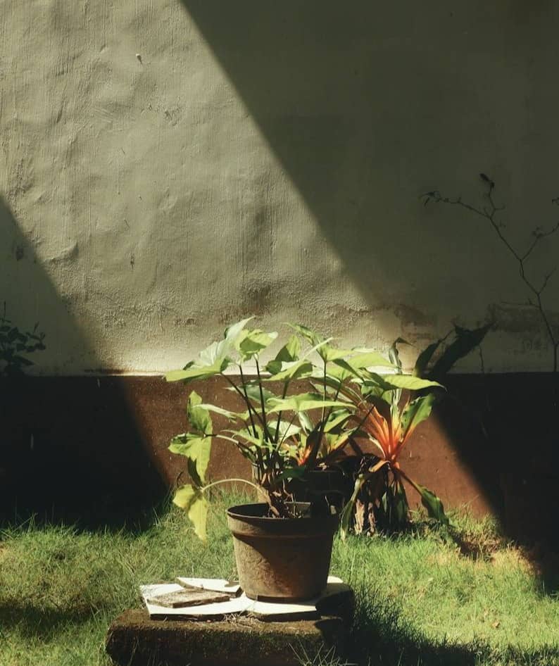 A plant in sunlight, on the lawn.