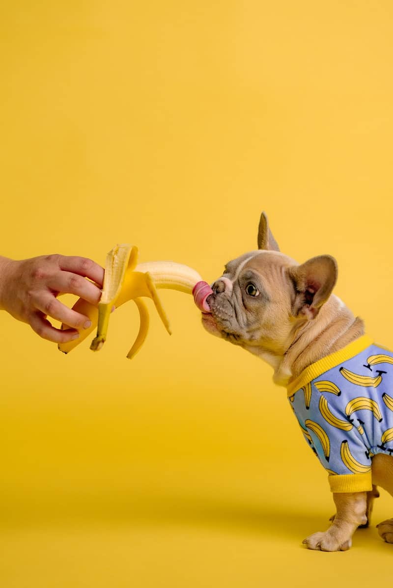 Dog enjoys a banana offered by a hand.