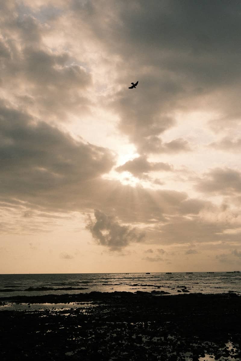 Bird flying in cloudy sky over ocean rocks