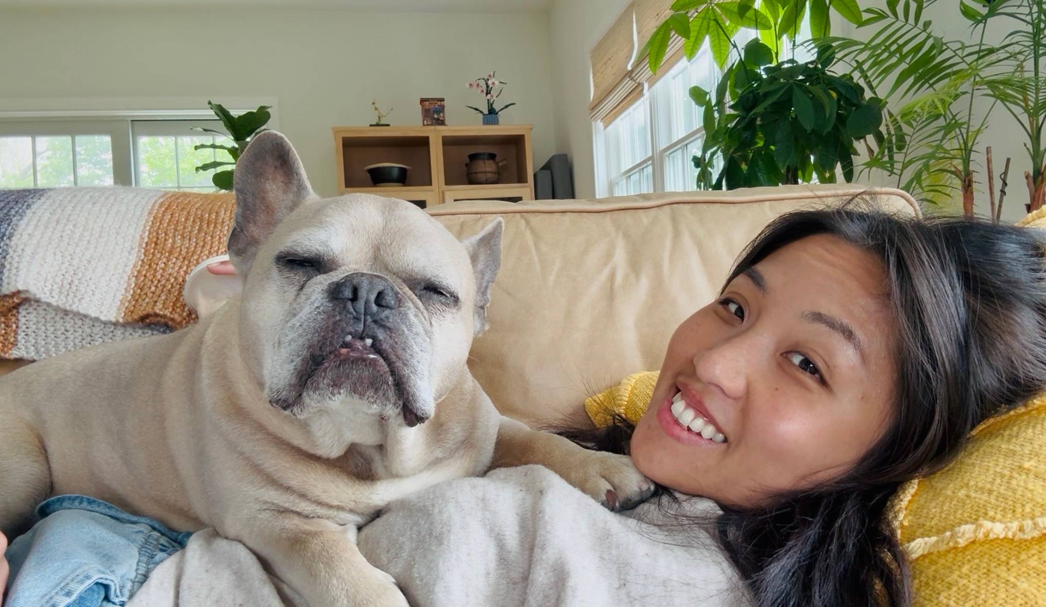Giant french bulldog laying on the torso of his human mom while they relax in on a leather couch with a yellow pillow. 