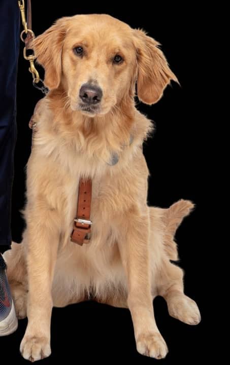 Meet Titus, Evan's guide dog companion