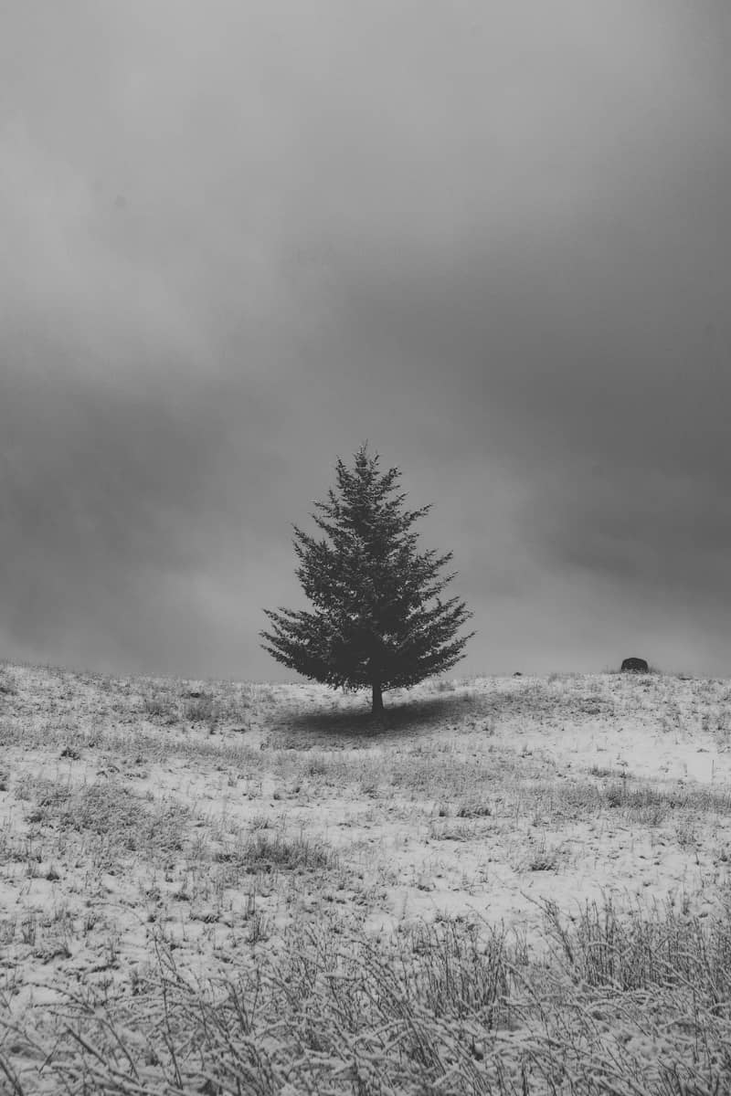 A lone evergreen tree on a snow-covered hill under a dark cloudy sky