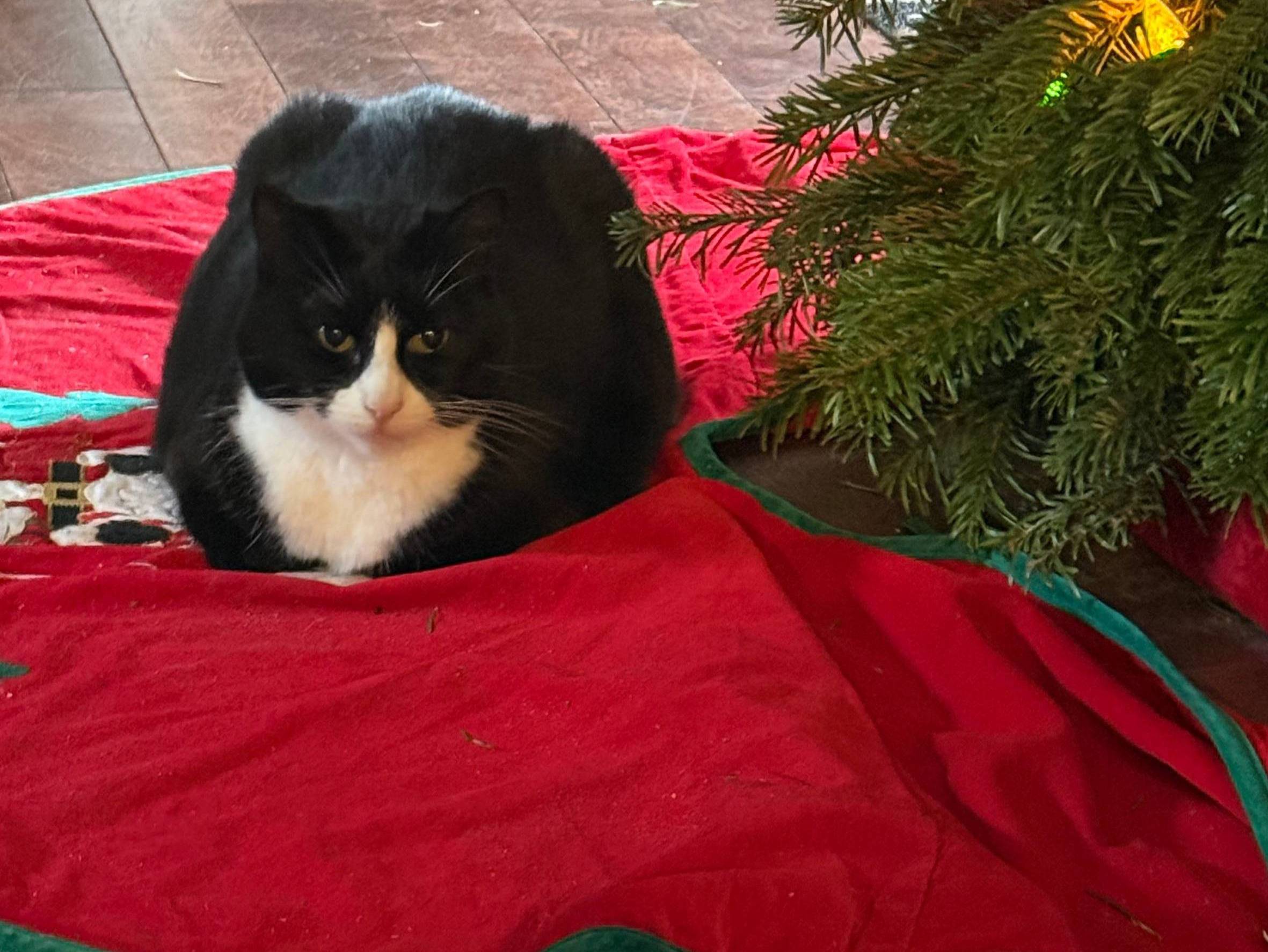 Black & white cay sitting under a Christmas Tree