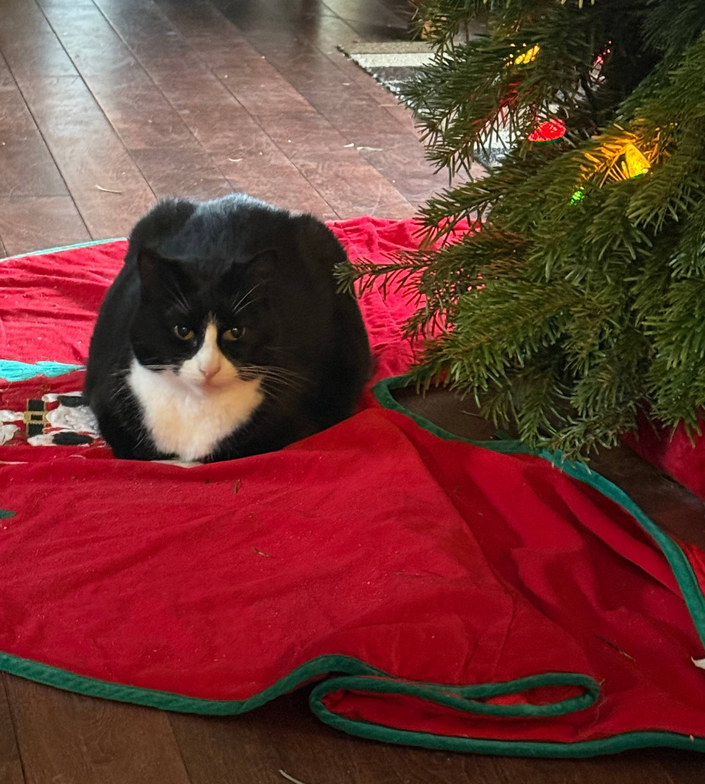 Black & white cay sitting under a Christmas Tree