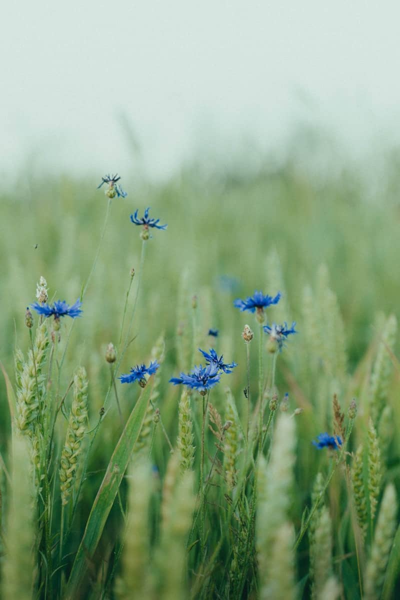 Blue flowers bloom amidst the tall grass.