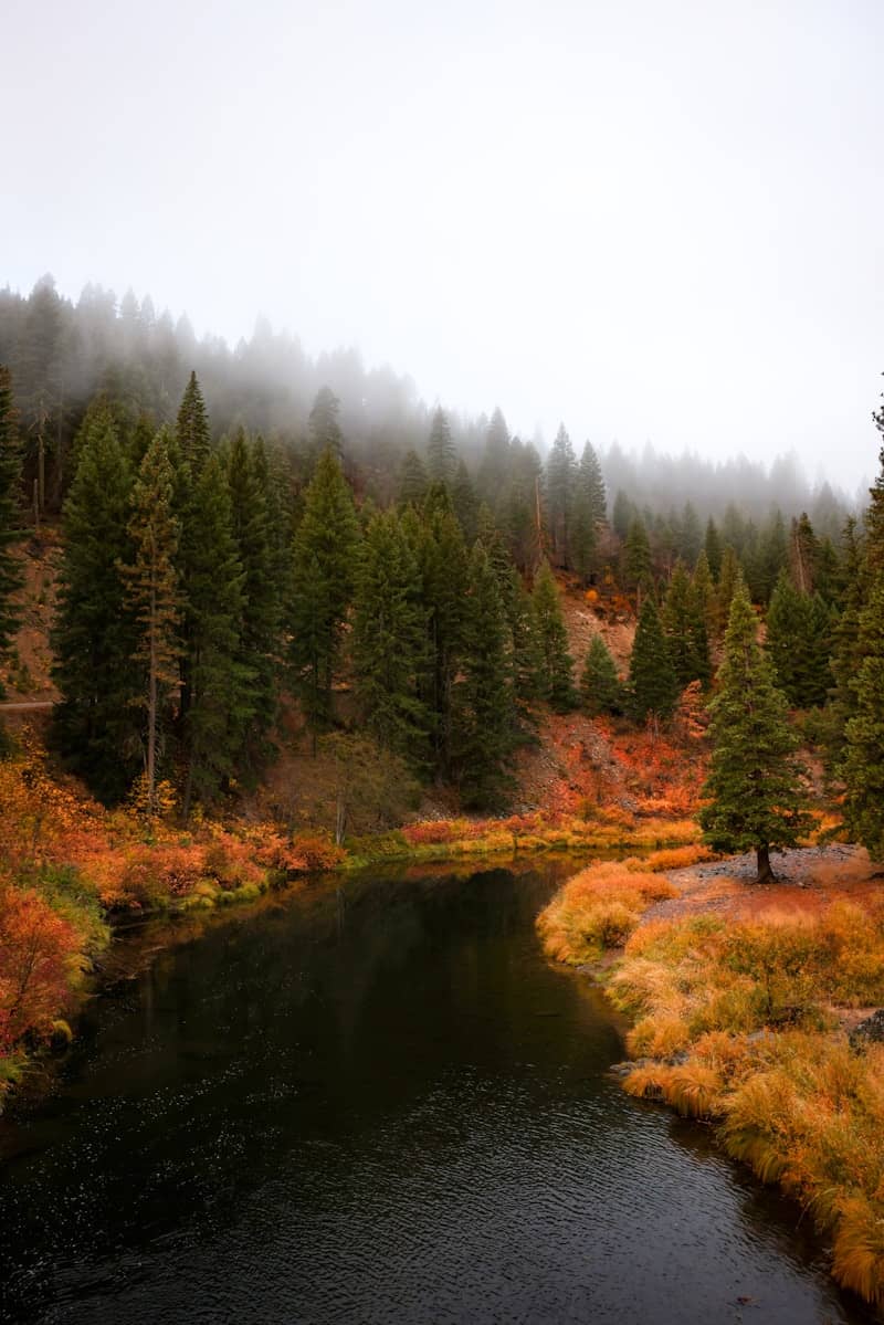 Misty autumn forest with a winding river
