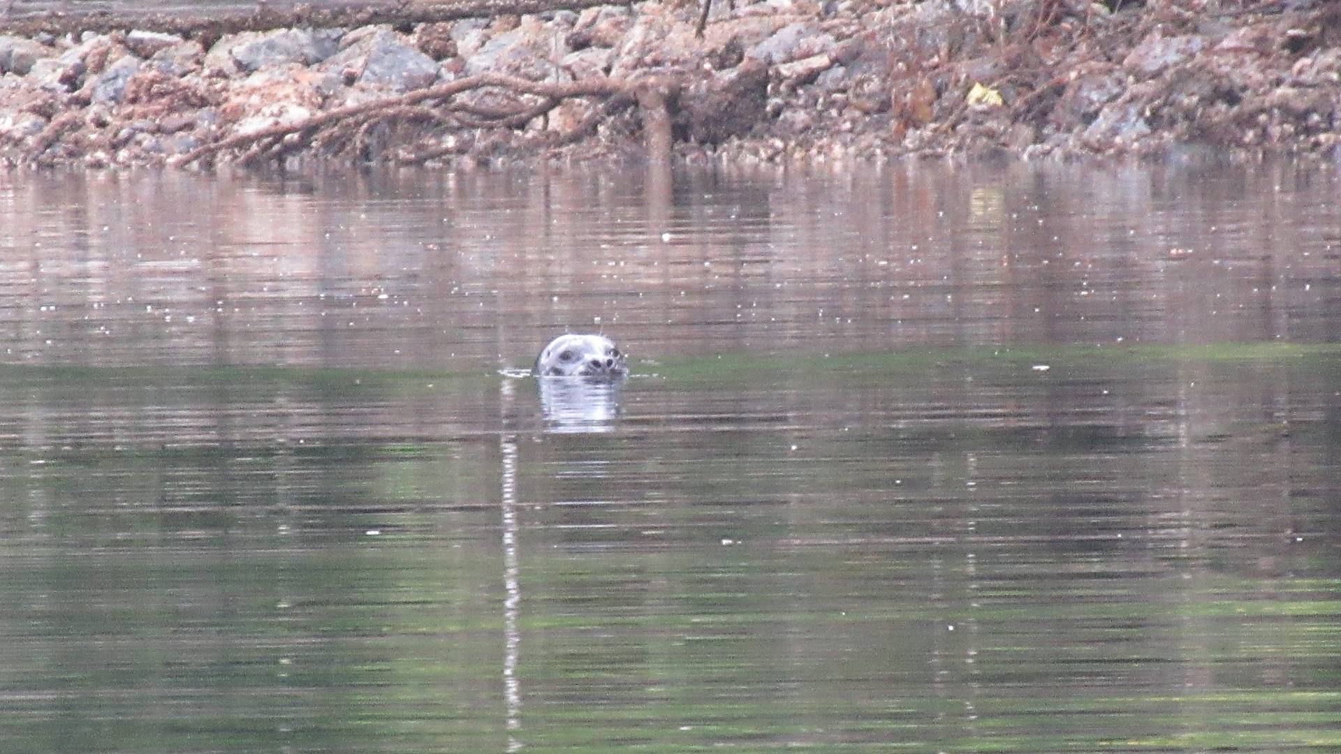 seal in the water