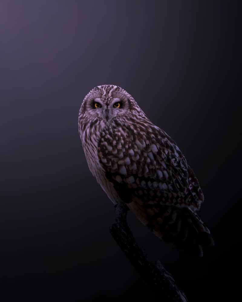 An owl sitting on a branch in the dark