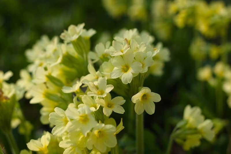 Yellow primroses in full bloom in the spring.