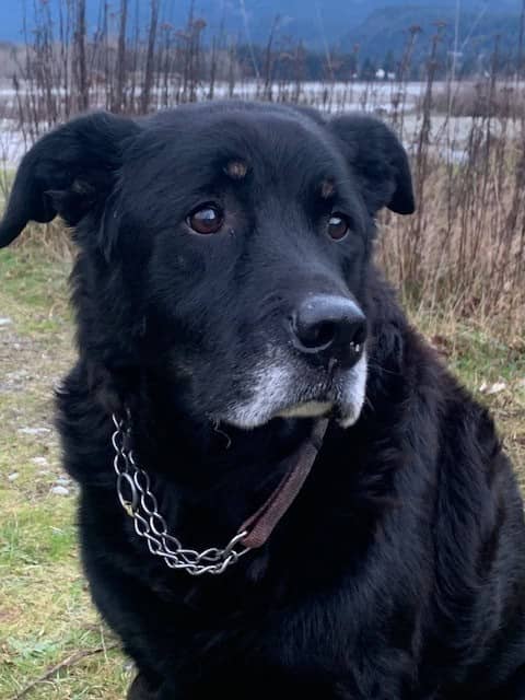 Face shot of Murphy ( my Rottie mix dog) by the lake