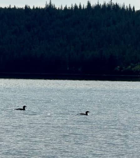 Two Loons floating on the lake