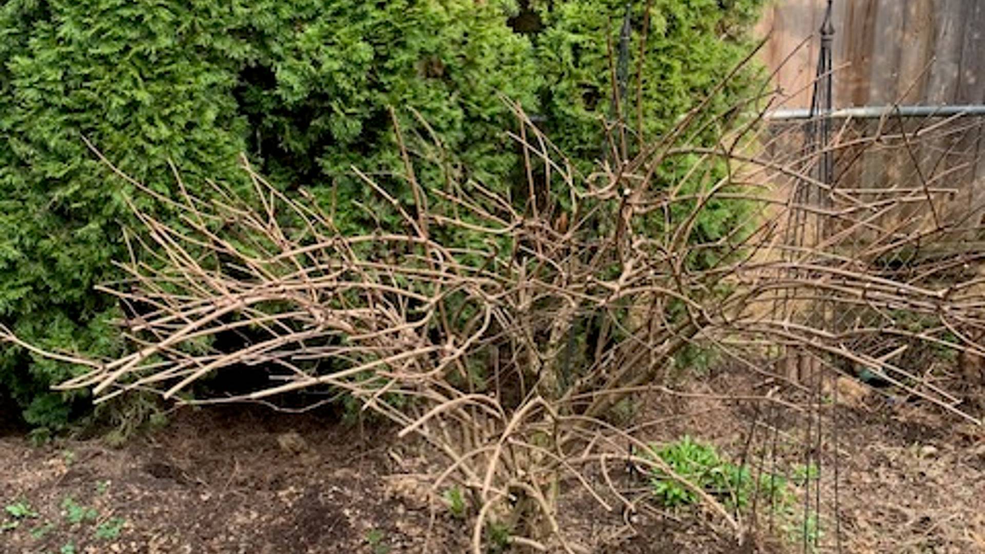 a pruned hydrangea bush