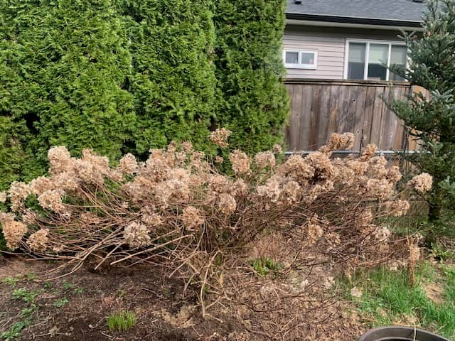 Dead hydrangea foliage before the prune