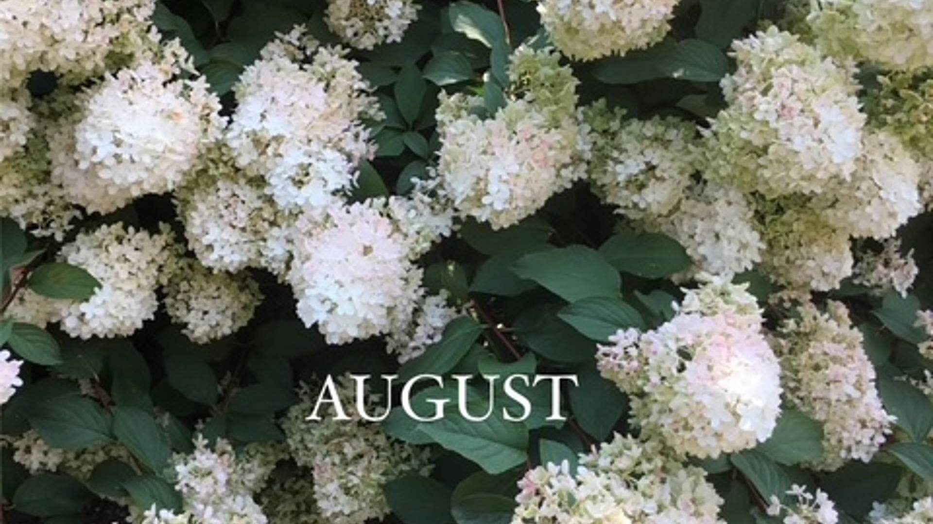 a white hydrangea bush in fill bloom