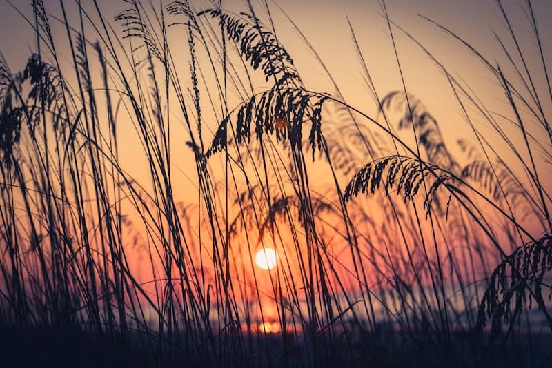 Tall grass silhouetted against a vibrant sunset over the ocean.