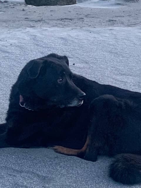 Black lab laying on sand