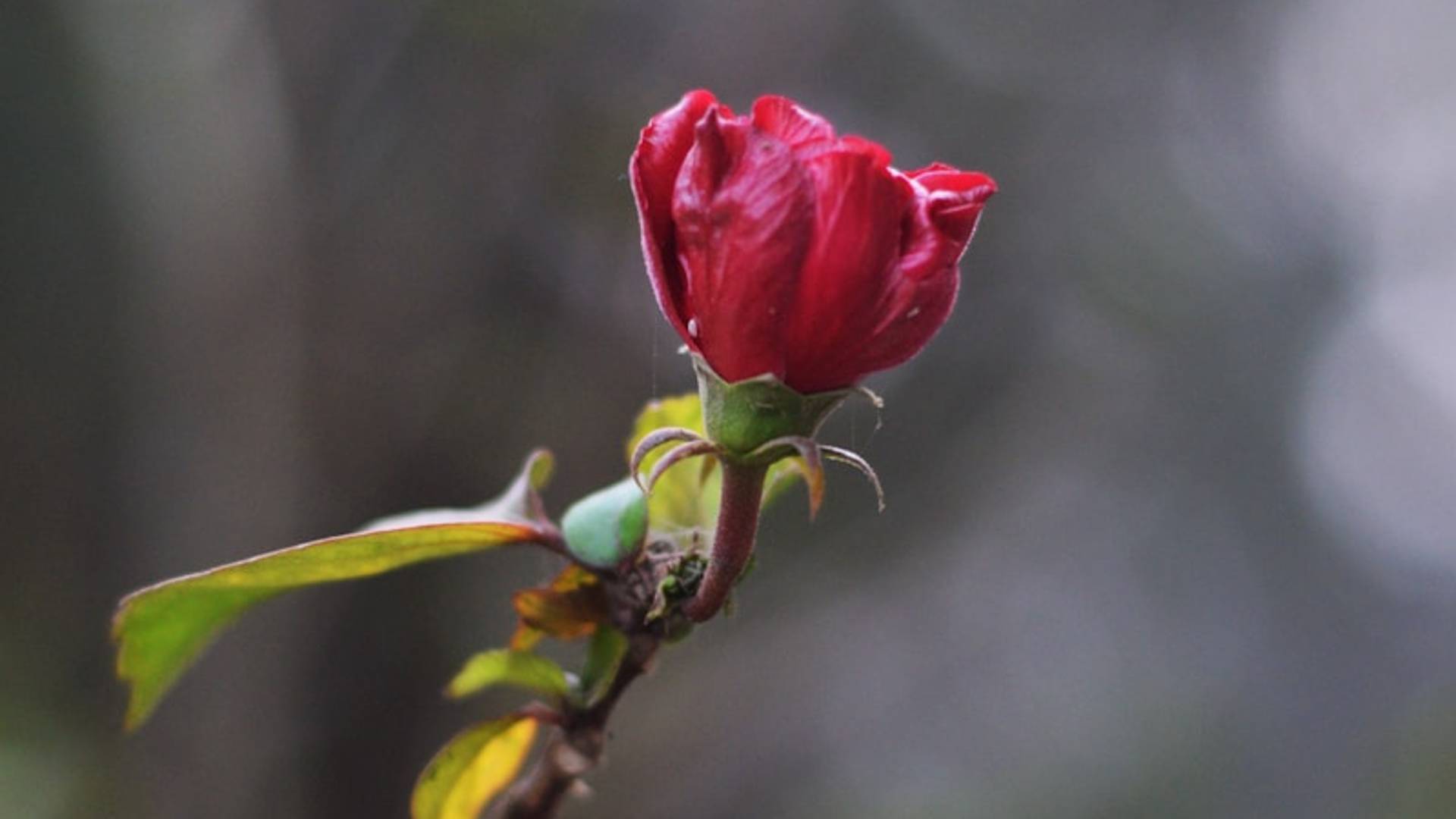 a single red rose bud on a tree branch