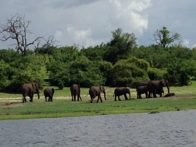 Elephants in  green pasture