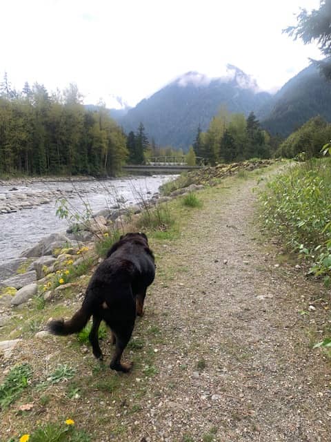Murphy, my dog waling along river with mountains in the foreground