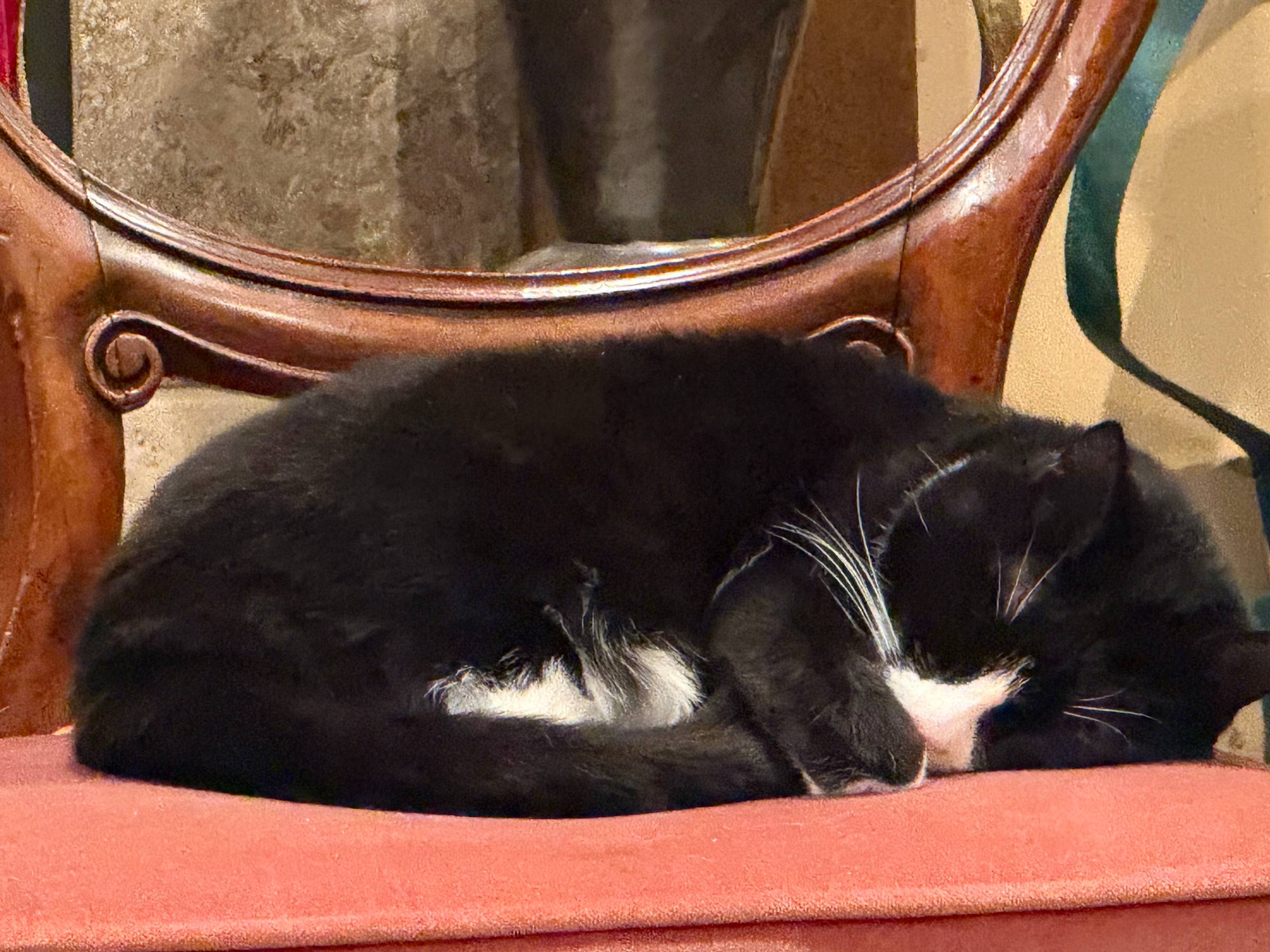 Cat napping on a chair