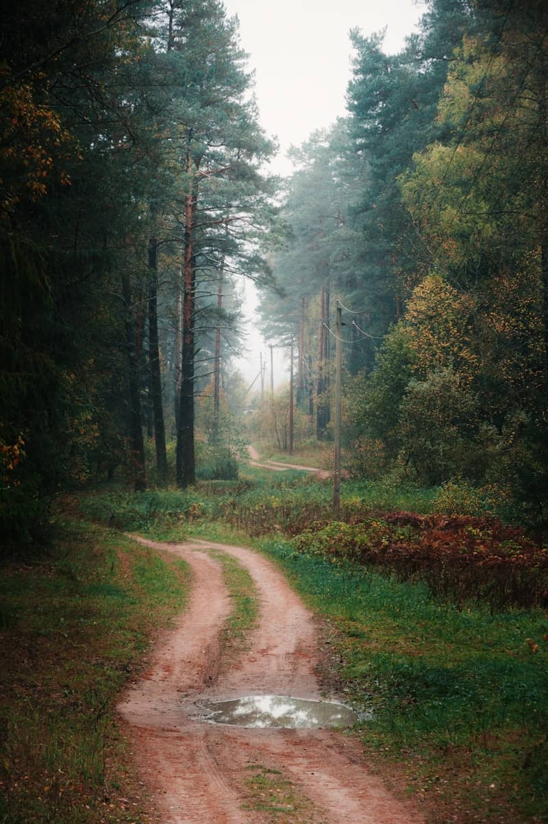 A dirt road winds through a misty forest.