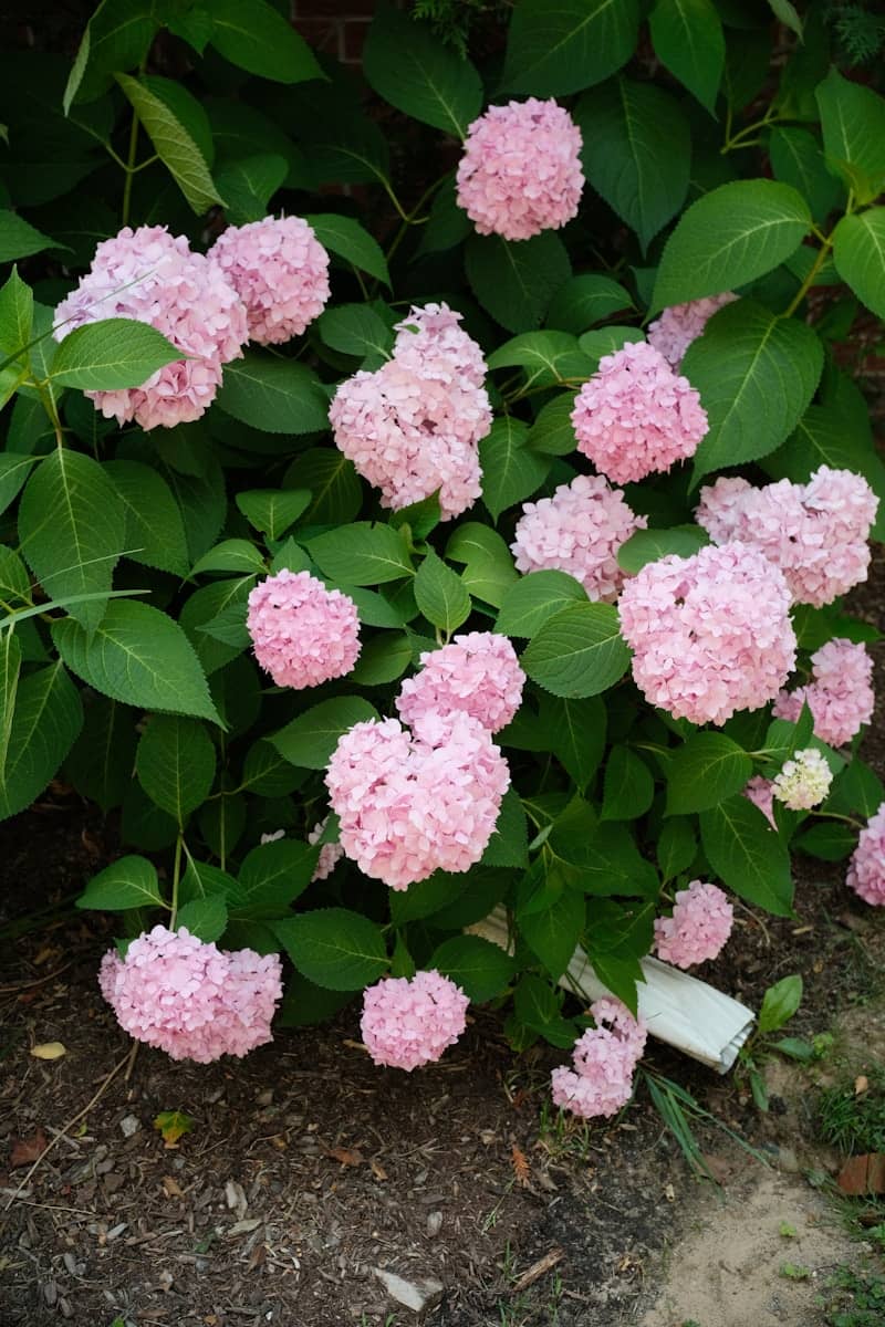 Pink hydrangeas bloom among green leaves.