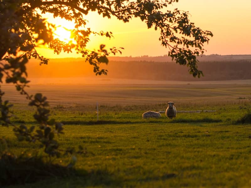 Sheep grazing in a field at sunset