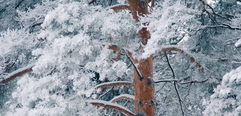 Pine tree covered in snow and frost