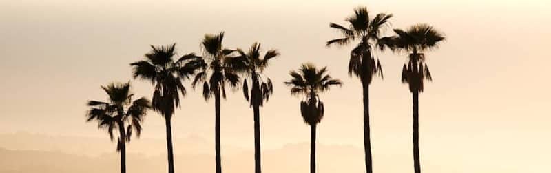 Palm trees stand against a warm, hazy sky.