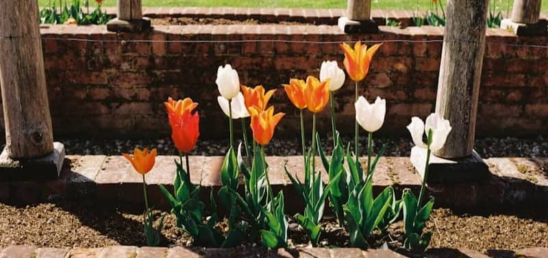 Orange, white, and red tulips bloom in a garden.
