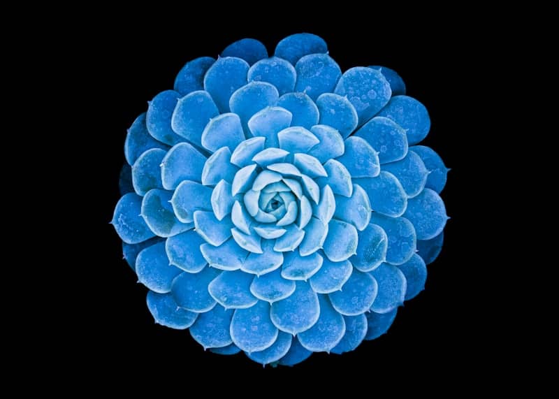 A vibrant blue succulent plant on black background