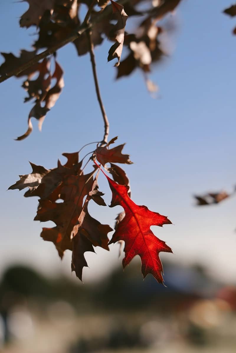 Red autumn leaves contrast against the bright sky.