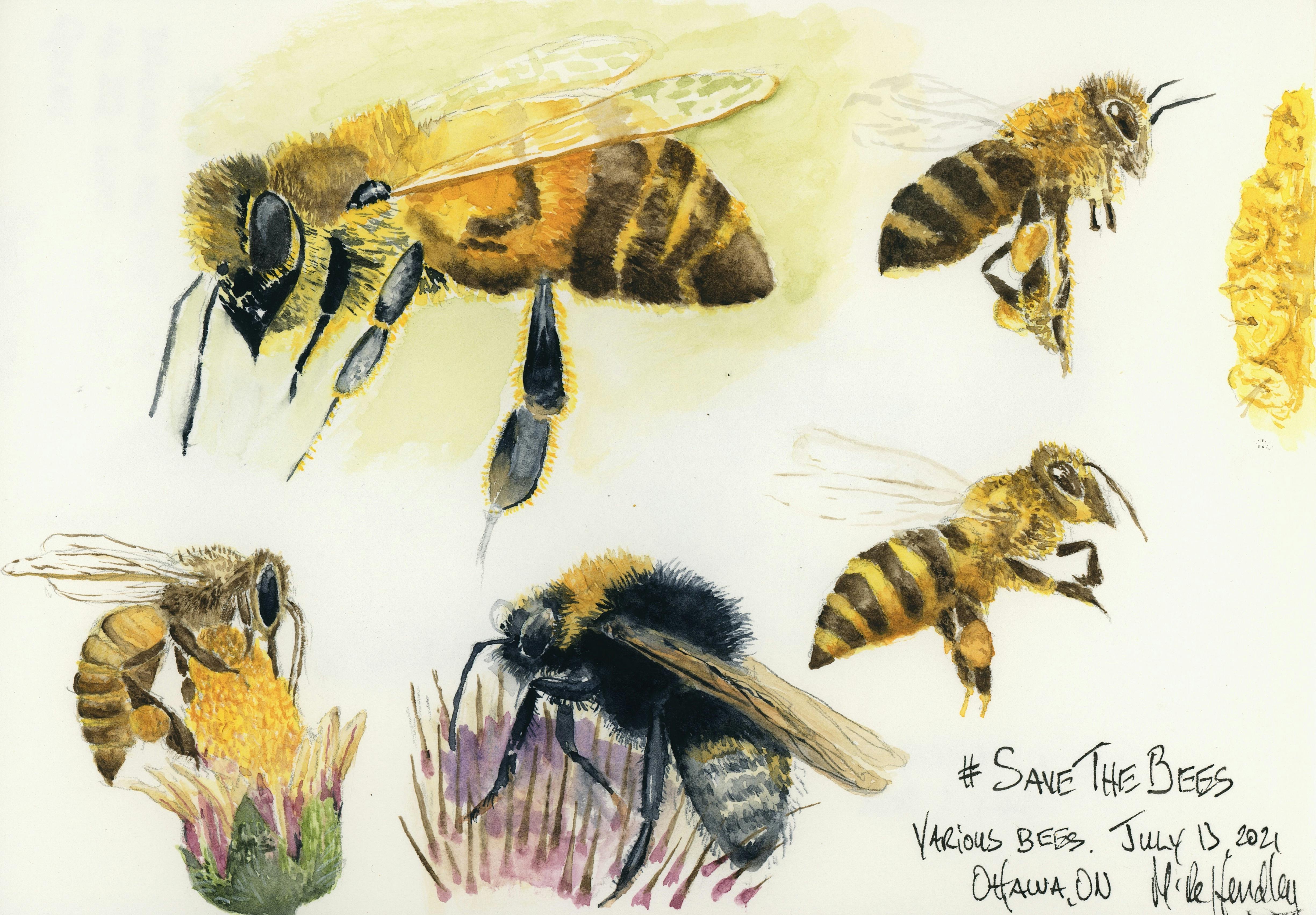 Watercolor bees