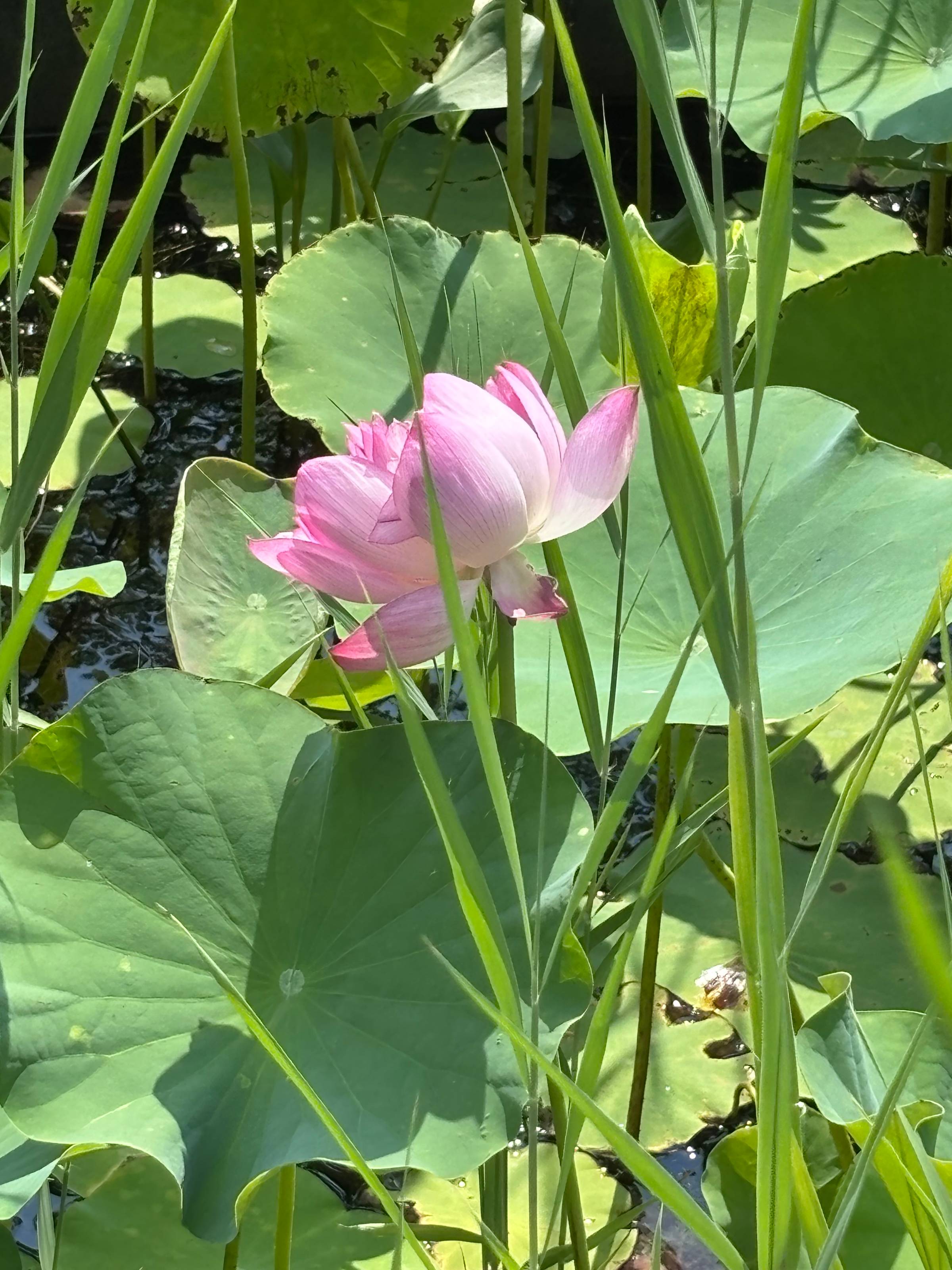 Blooming lotus
