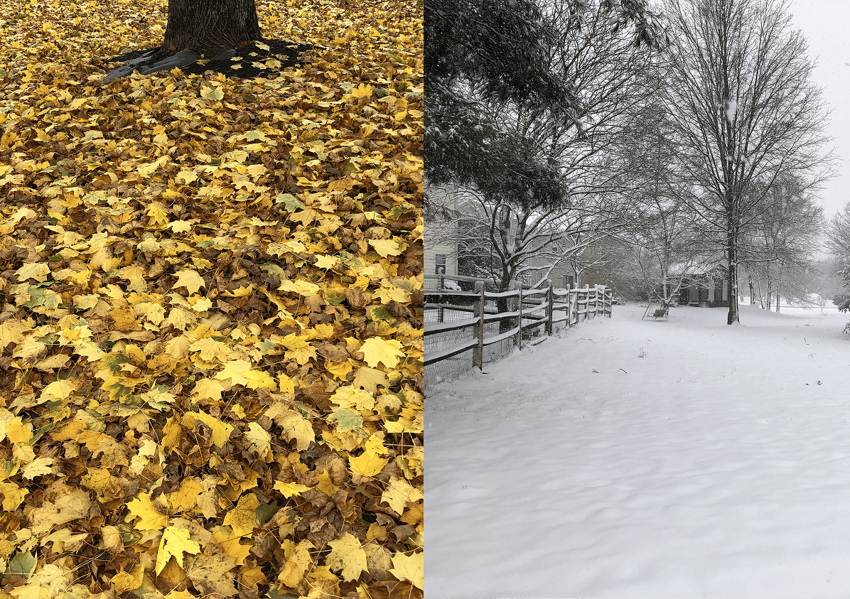 leaves vs. snow on lawn
