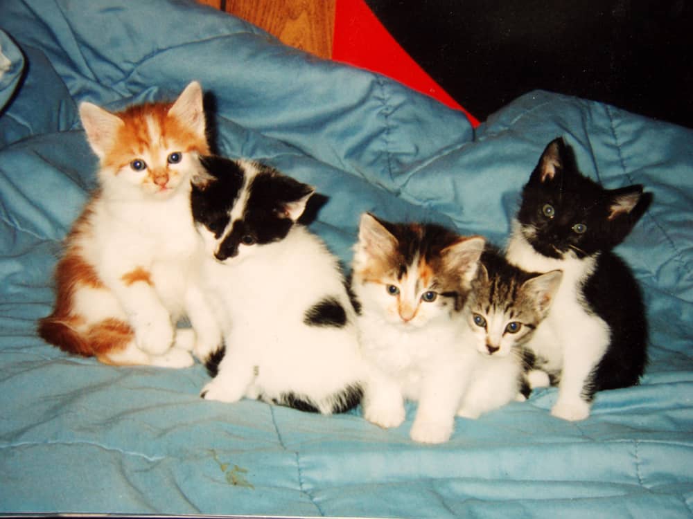Litter of five kittens of different colors 