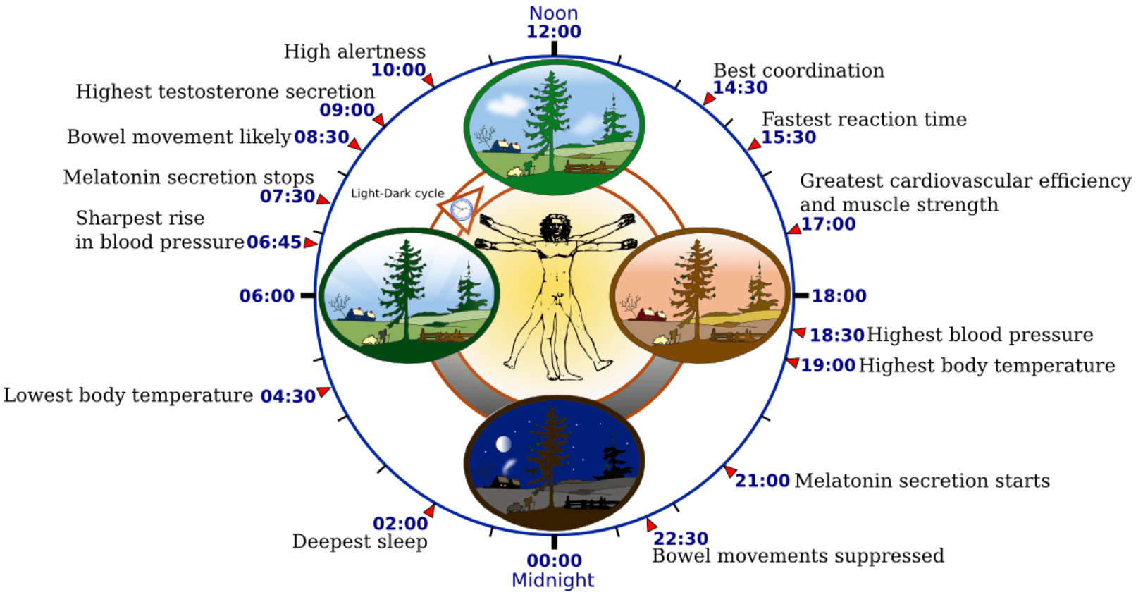 diagram showing different body processes during your circadian rhythm