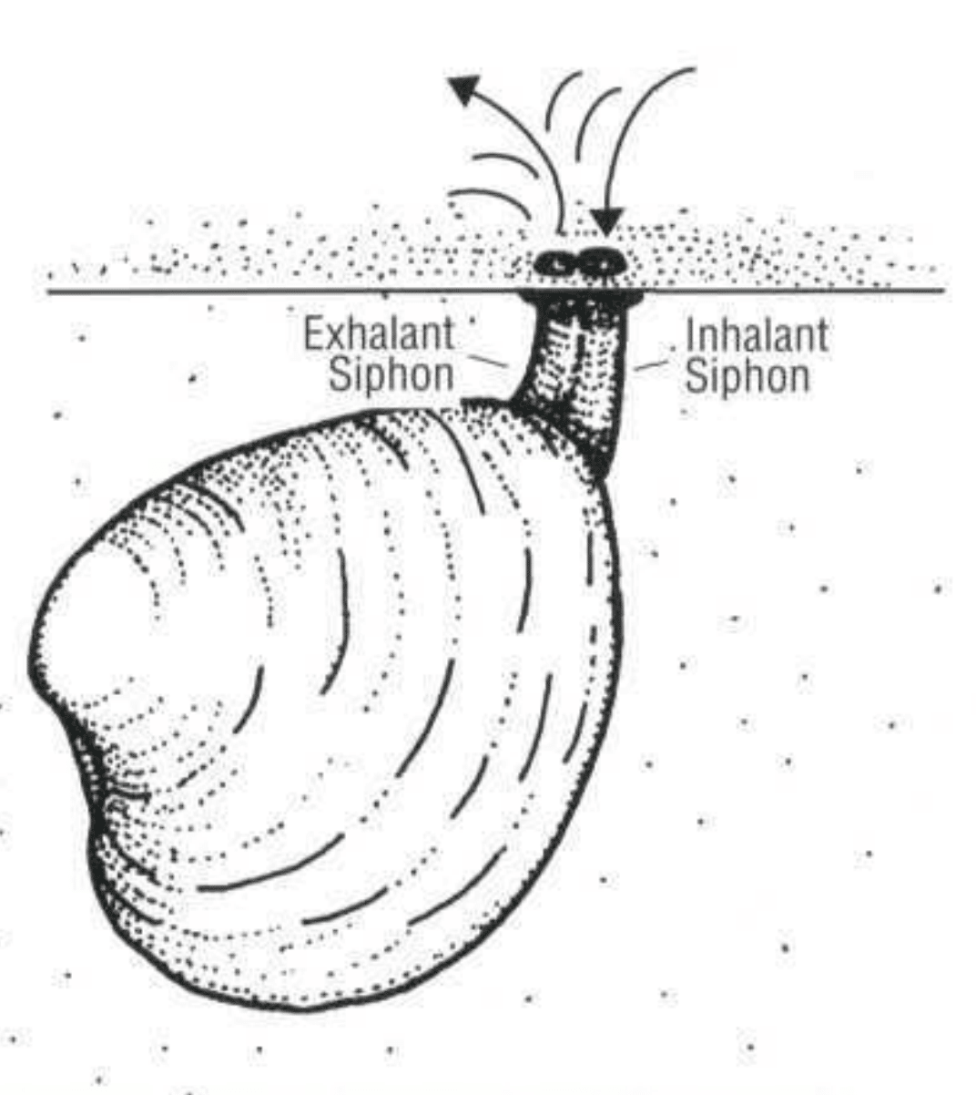 Diagram showing the exhalant and inhalant siphons in a cloud 
