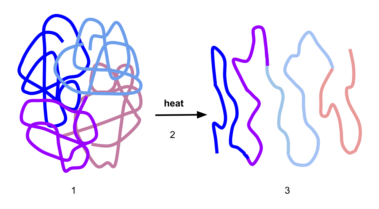 diagram showing protein denaturation