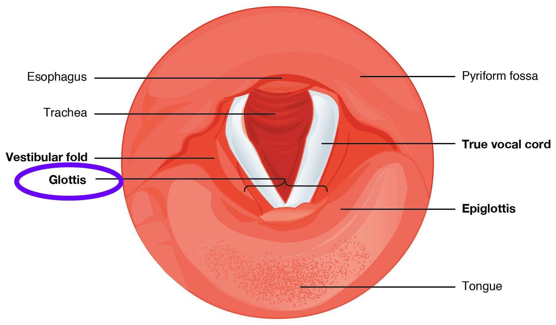 diagram of the cartilages of the larynx and other surrounding parts